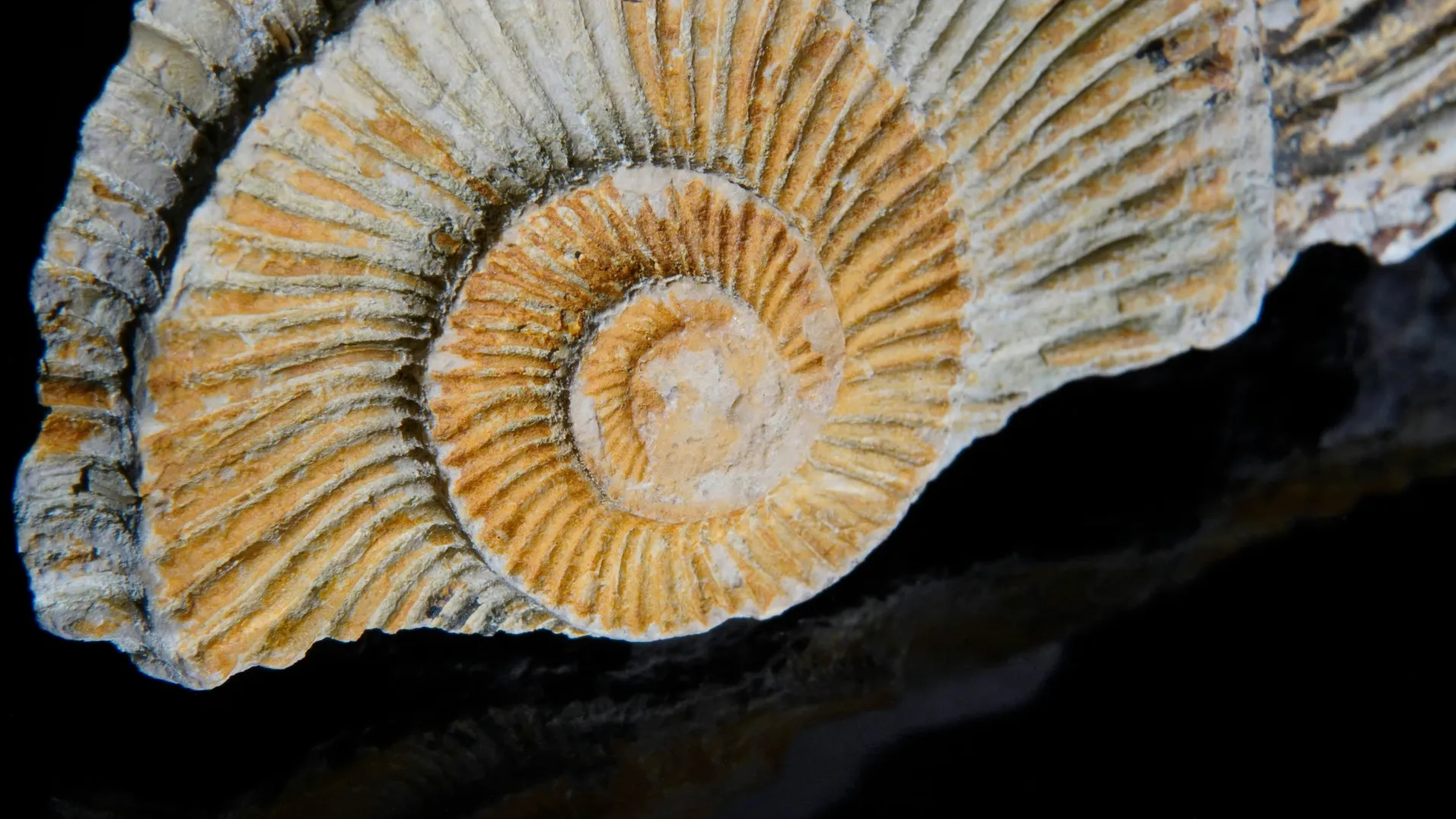 Faszination Fossilien: Ein Blick in die Vergangenheit der Erde