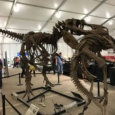 22nd Street Mineral, Fossil, Gem & Jewelry Show 4
