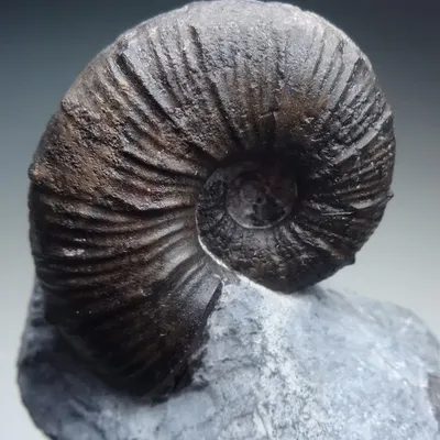 Landquart Mineral Days 1